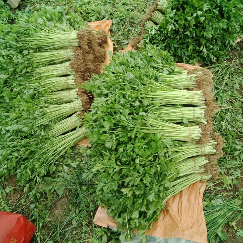 香芹菜