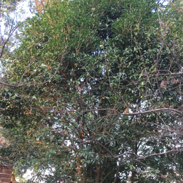 自种桂花树出售