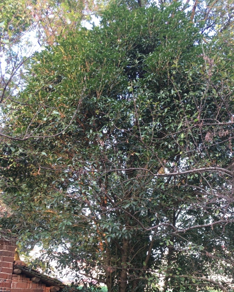 自种桂花树出售