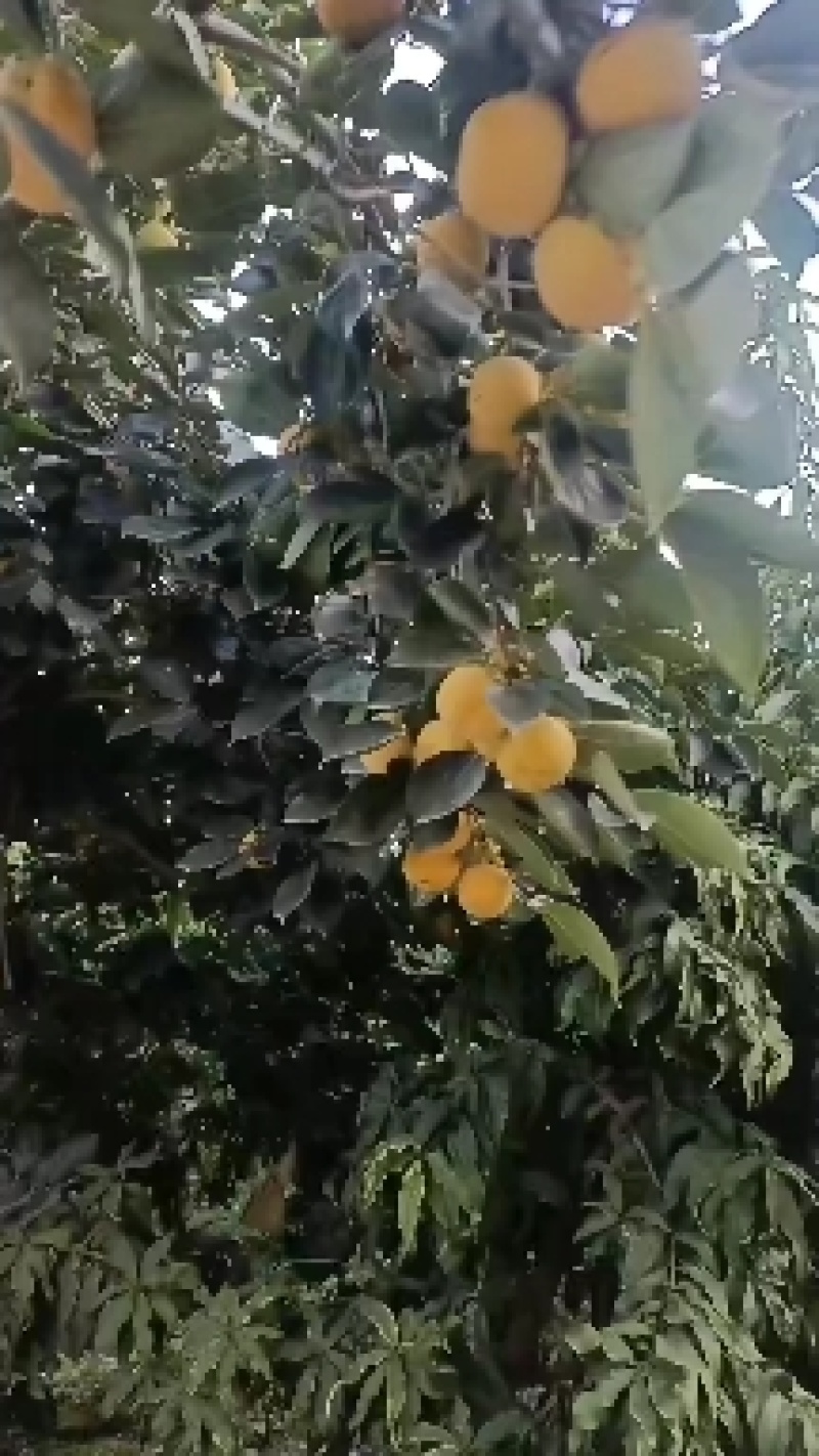 柿子大红袍柿子大量上市中有需要联系我哦！我在