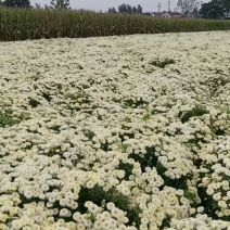 鲜菊花，北京菊