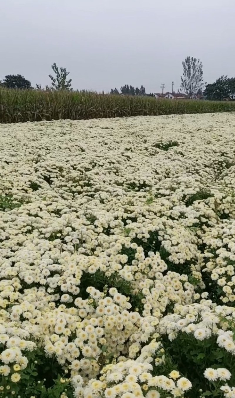 鲜菊花，北京菊