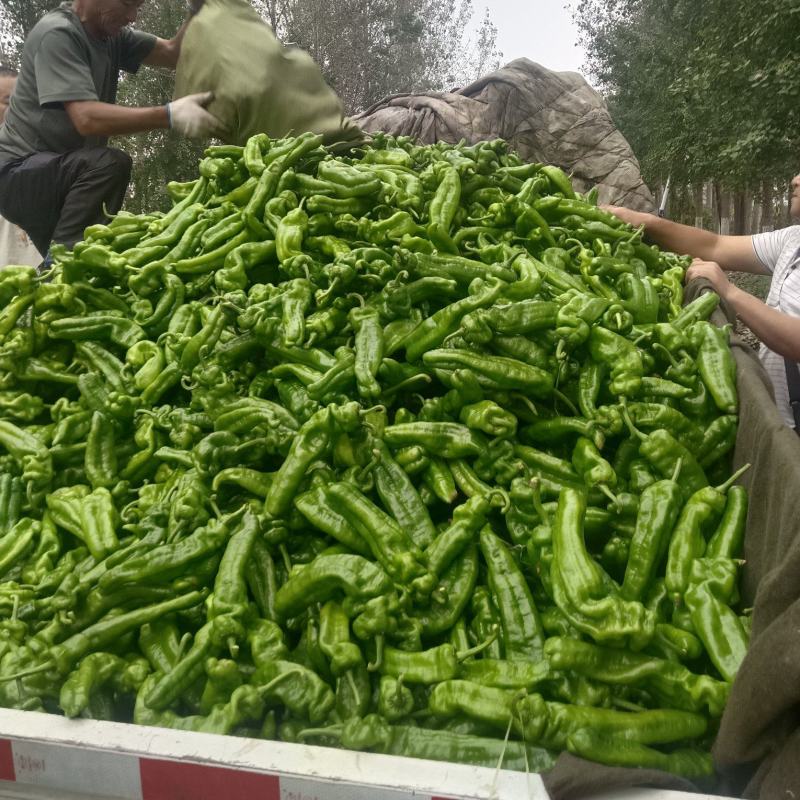 鲜辣椒，301，泡椒，线椒，龙椒，苏椒，产地直供