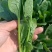 滨州惠民县大叶菠菜25~35厘米，大量上市，欢迎新老客