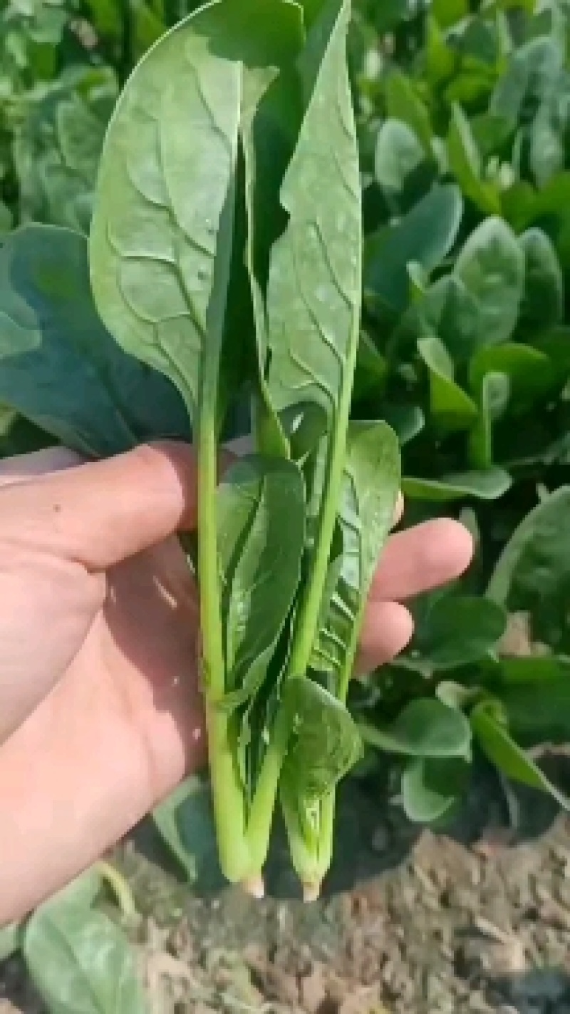 滨州惠民县大叶菠菜25~35厘米，大量上市，欢迎新老客