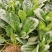 滨州惠民县大叶菠菜25~35厘米，大量上市，欢迎新老客