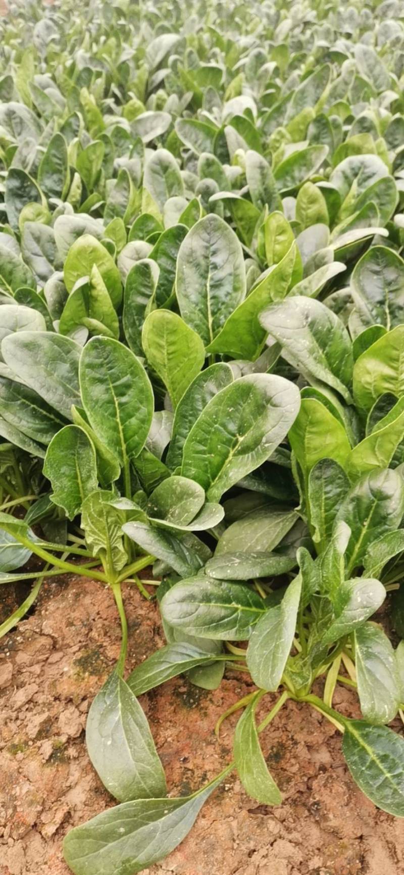 滨州惠民县大叶菠菜25~35厘米，大量上市，欢迎新老客