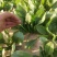 滨州惠民县大叶菠菜25~35厘米，大量上市，欢迎新老客