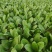 滨州惠民县大叶菠菜25~35厘米，大量上市，欢迎新老客
