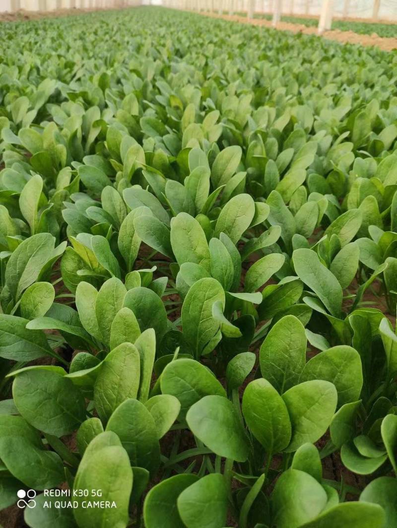 滨州惠民县大叶菠菜25~35厘米，大量上市，欢迎新老客