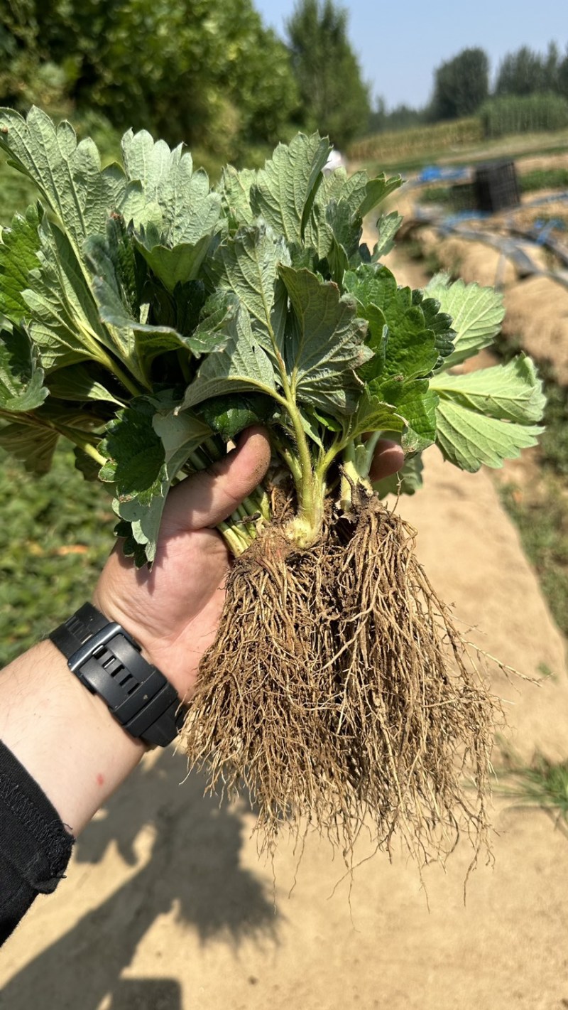 隋株草莓脱毒苗香野草莓苗生产苗三代苗保纯度
