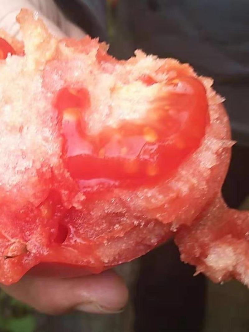 粉红番茄种子产量高色泽鲜艳口感好西红柿种子番种籽