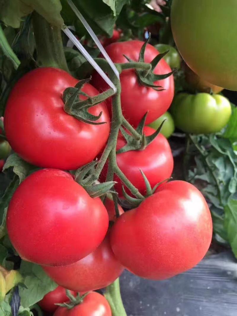 粉红番茄种子产量高色泽鲜艳口感好西红柿种子番种籽