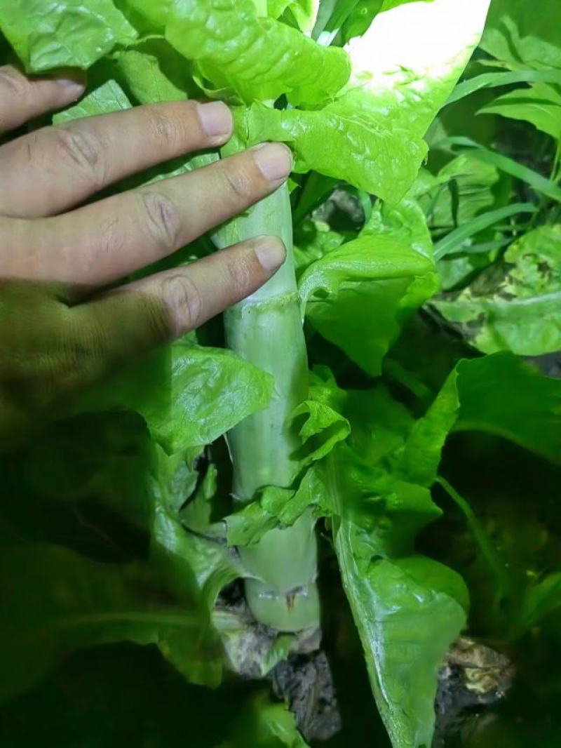 【优质商家】精品青皮莴笋一手货源支持视频看货