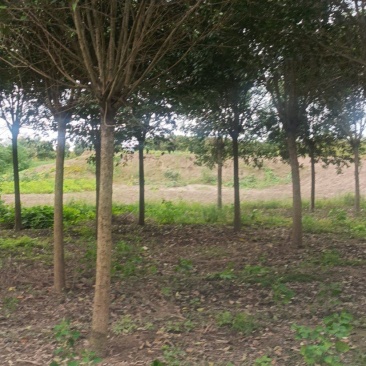 盐城东台14公分大叶女贞清地处理，柴火价