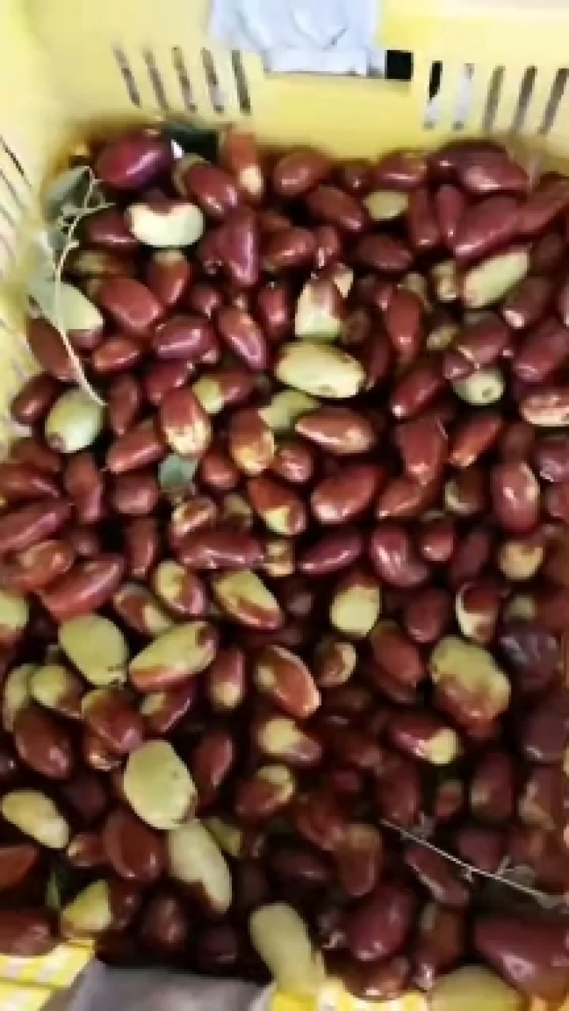 宁夏长枣大清早的订单客户边摘边发货质量保证