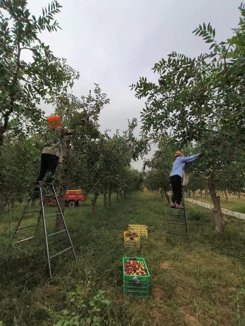宁夏长枣大清早的订单客户边摘边发货质量保证
