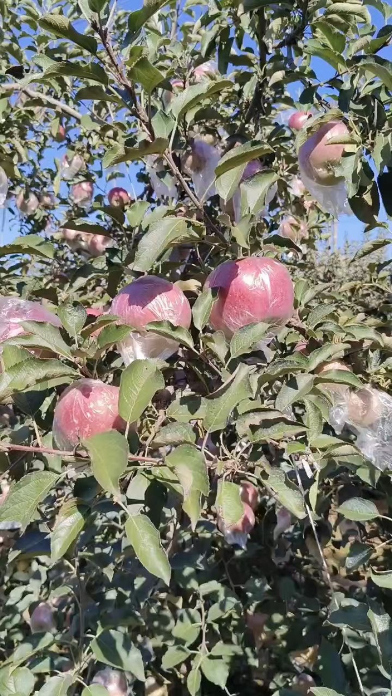 红富士苹果产地膜袋红富士苹果大量上市货源充足