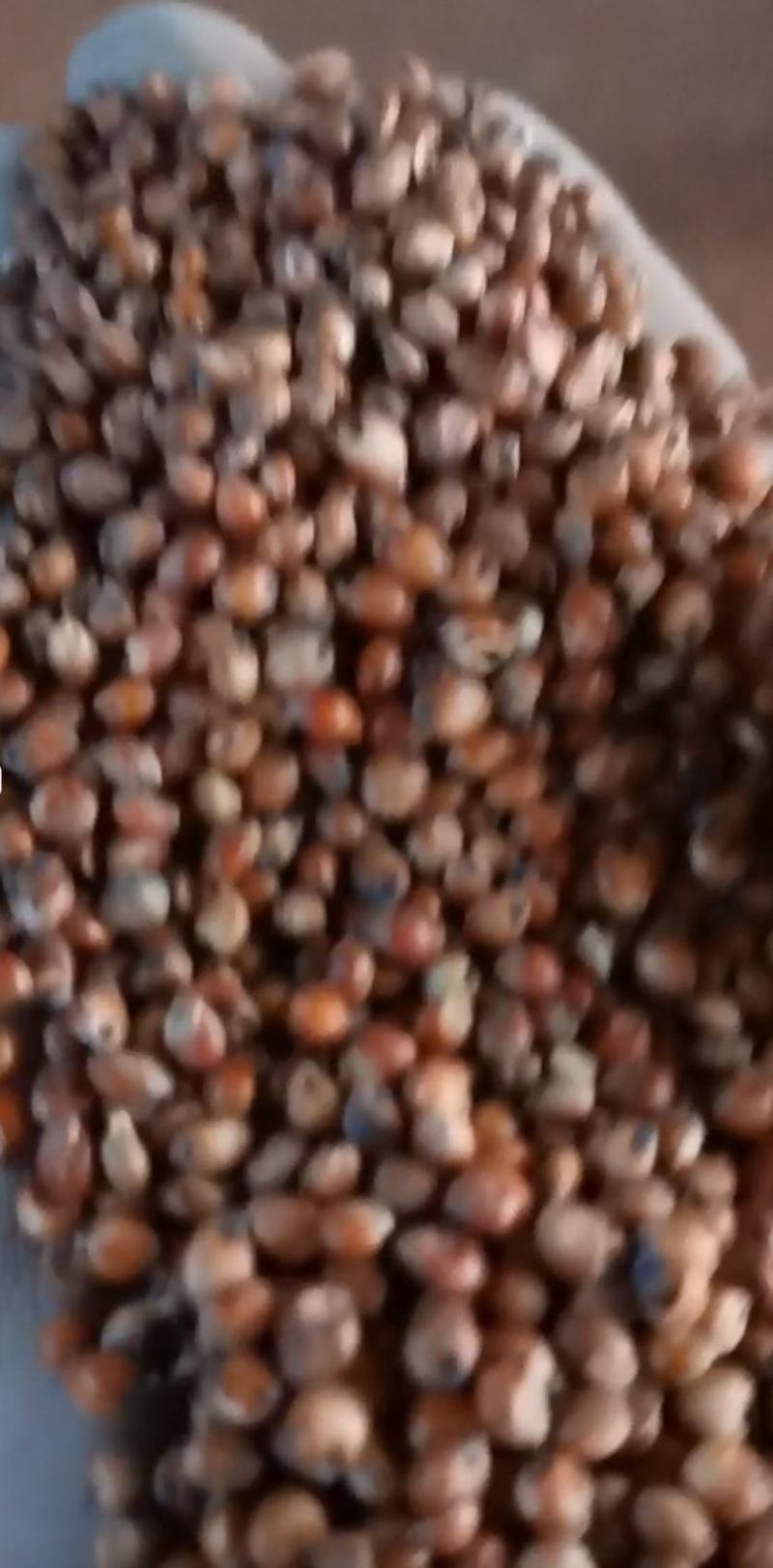 优等澳粮
