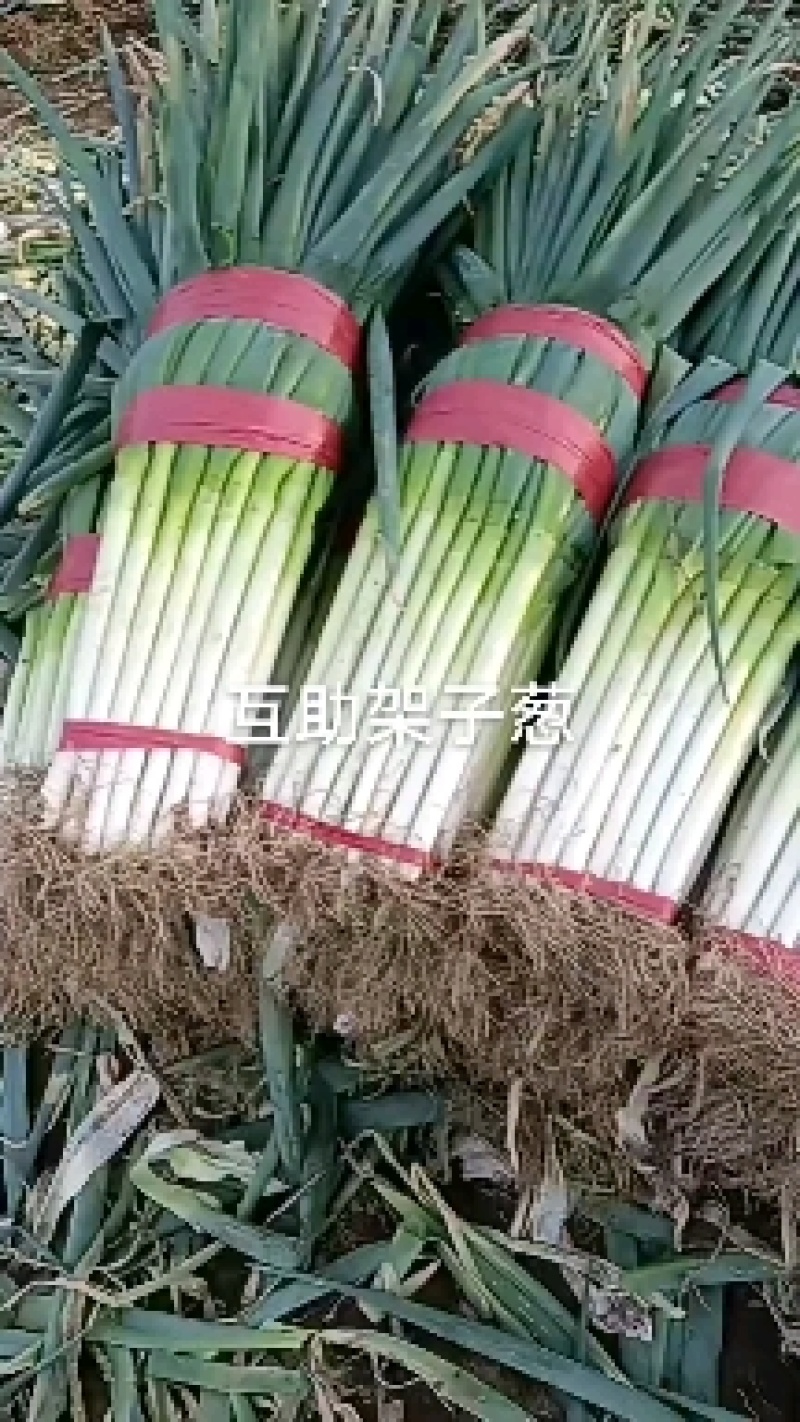 互助刚葱