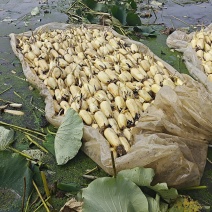 3735莲藕水洗莲藕菜藕按需定制货源充足量大价优