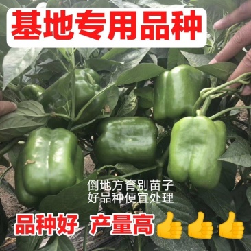 圆椒苗方椒苗产量高！品种好！基地专用绿圆椒苗