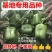 圆椒苗方椒苗产量高！品种好！基地专用绿圆椒苗