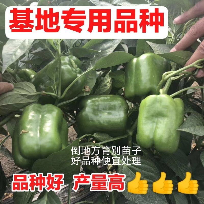 圆椒苗方椒苗产量高！品种好！基地专用绿圆椒苗