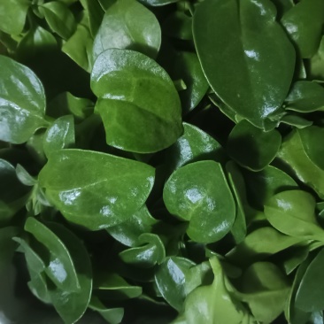【精品】穿心莲叶价格优惠特菜野菜基地直供有需致电详谈