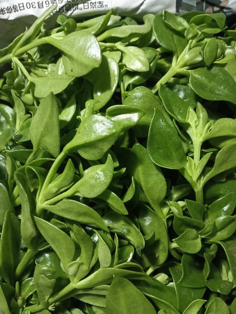 【精品】穿心莲叶价格优惠特菜野菜基地直供有需致电详谈