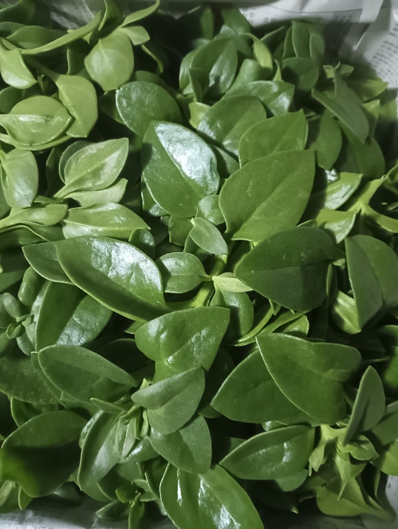 【精品】穿心莲叶价格优惠特菜野菜基地直供有需致电详谈