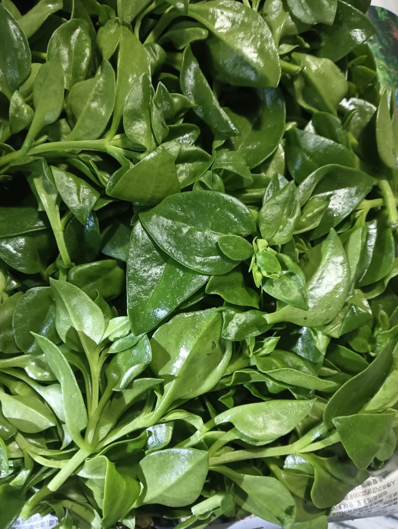 【精品】穿心莲叶价格优惠特菜野菜基地直供有需致电详谈