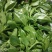 【精品】穿心莲叶价格优惠特菜野菜基地直供有需致电详谈