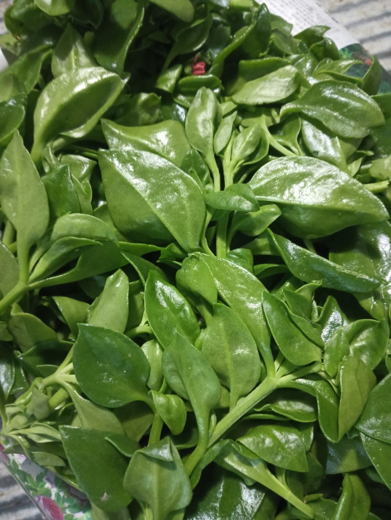 【精品】穿心莲叶价格优惠特菜野菜基地直供有需致电详谈