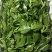【精品】穿心莲叶价格优惠特菜野菜基地直供有需致电详谈