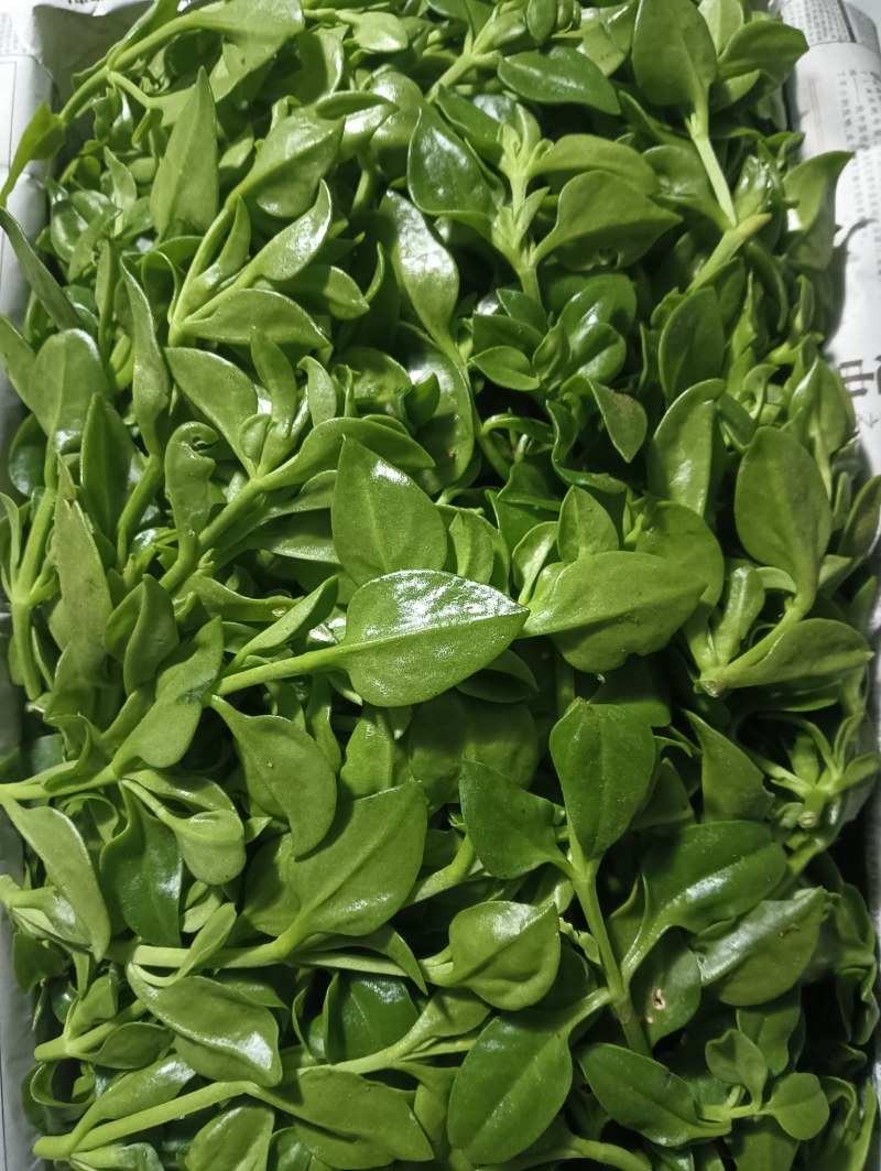 【精品】穿心莲叶价格优惠特菜野菜基地直供有需致电详谈