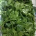 【精品】穿心莲叶价格优惠特菜野菜基地直供有需致电详谈