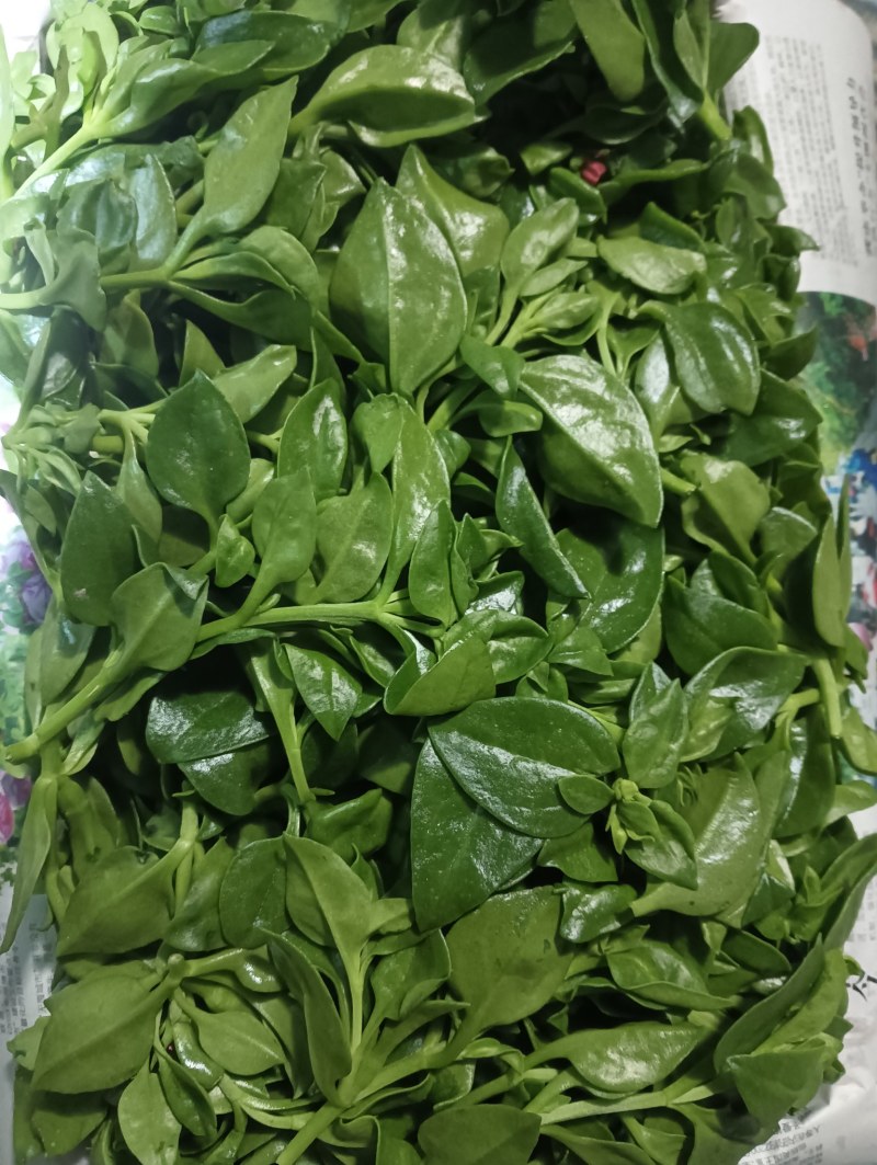【精品】穿心莲叶价格优惠特菜野菜基地直供有需致电详谈