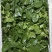 【精品】穿心莲叶价格优惠特菜野菜基地直供有需致电详谈