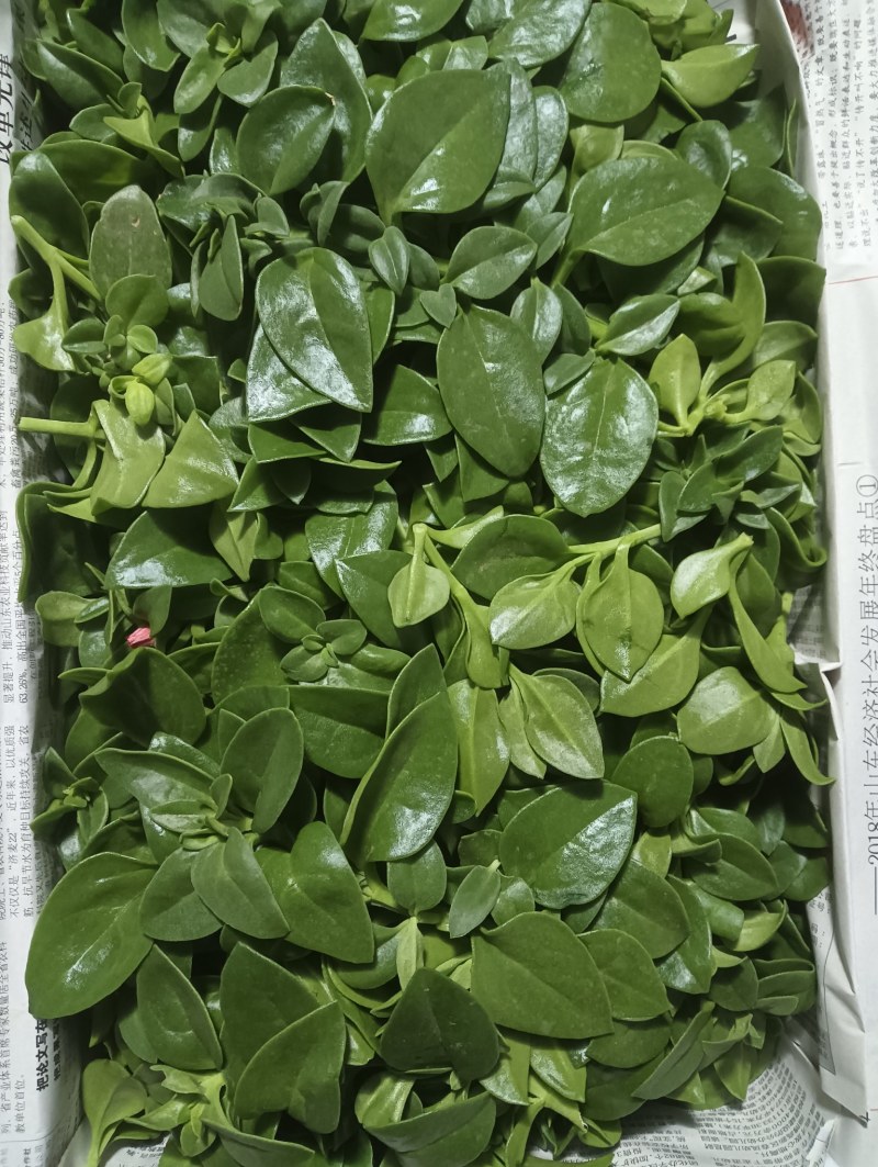 【精品】穿心莲叶价格优惠特菜野菜基地直供有需致电详谈