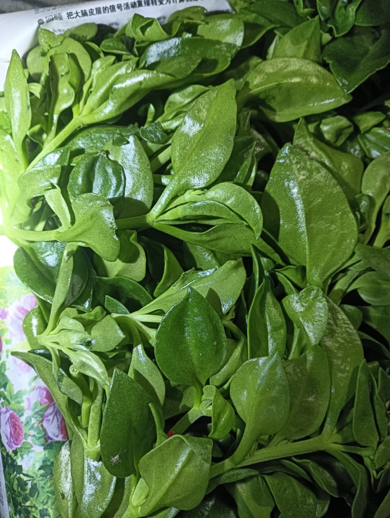 【精品】穿心莲叶价格优惠特菜野菜基地直供有需致电详谈