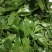 【精品】穿心莲叶价格优惠特菜野菜基地直供有需致电详谈