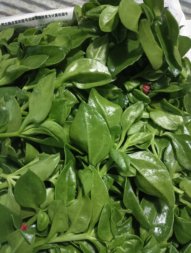 【精品】穿心莲叶价格优惠特菜野菜基地直供有需致电详谈