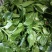 【精品】穿心莲叶价格优惠特菜野菜基地直供有需致电详谈