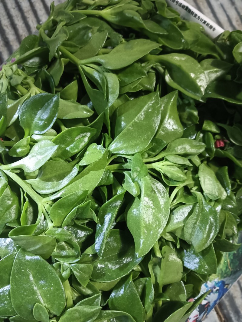 【精品】穿心莲叶价格优惠特菜野菜基地直供有需致电详谈