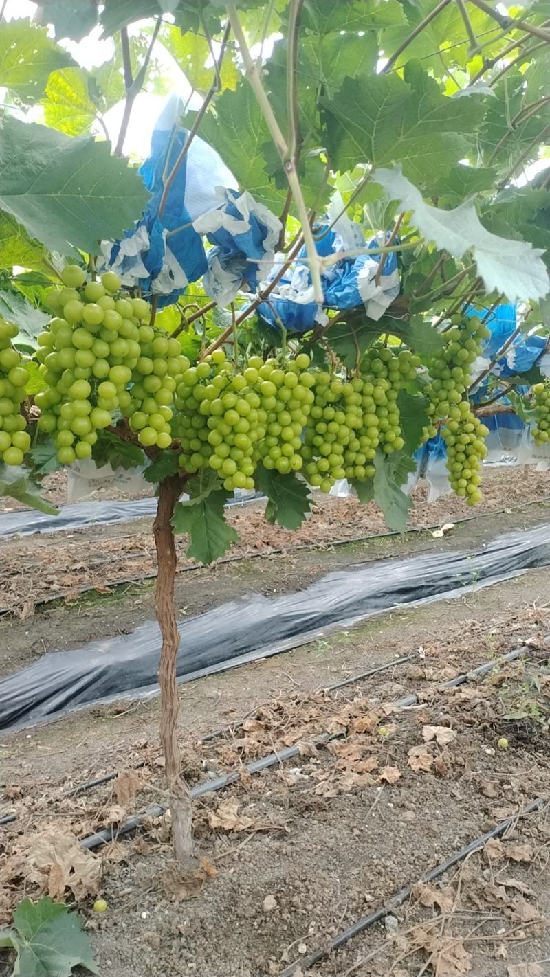 主产区阳光玫瑰葡萄便宜卖了