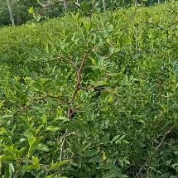 药用3号酸枣苗