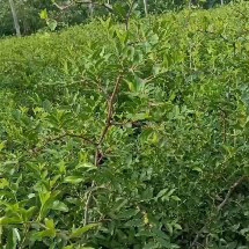 药用3号酸枣苗