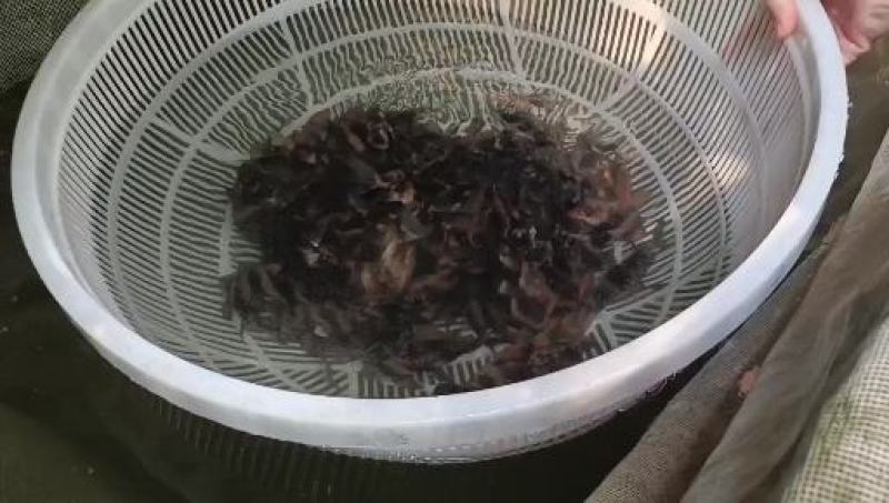 胭脂鱼苗，产地直发，品质保证，可视频看货
