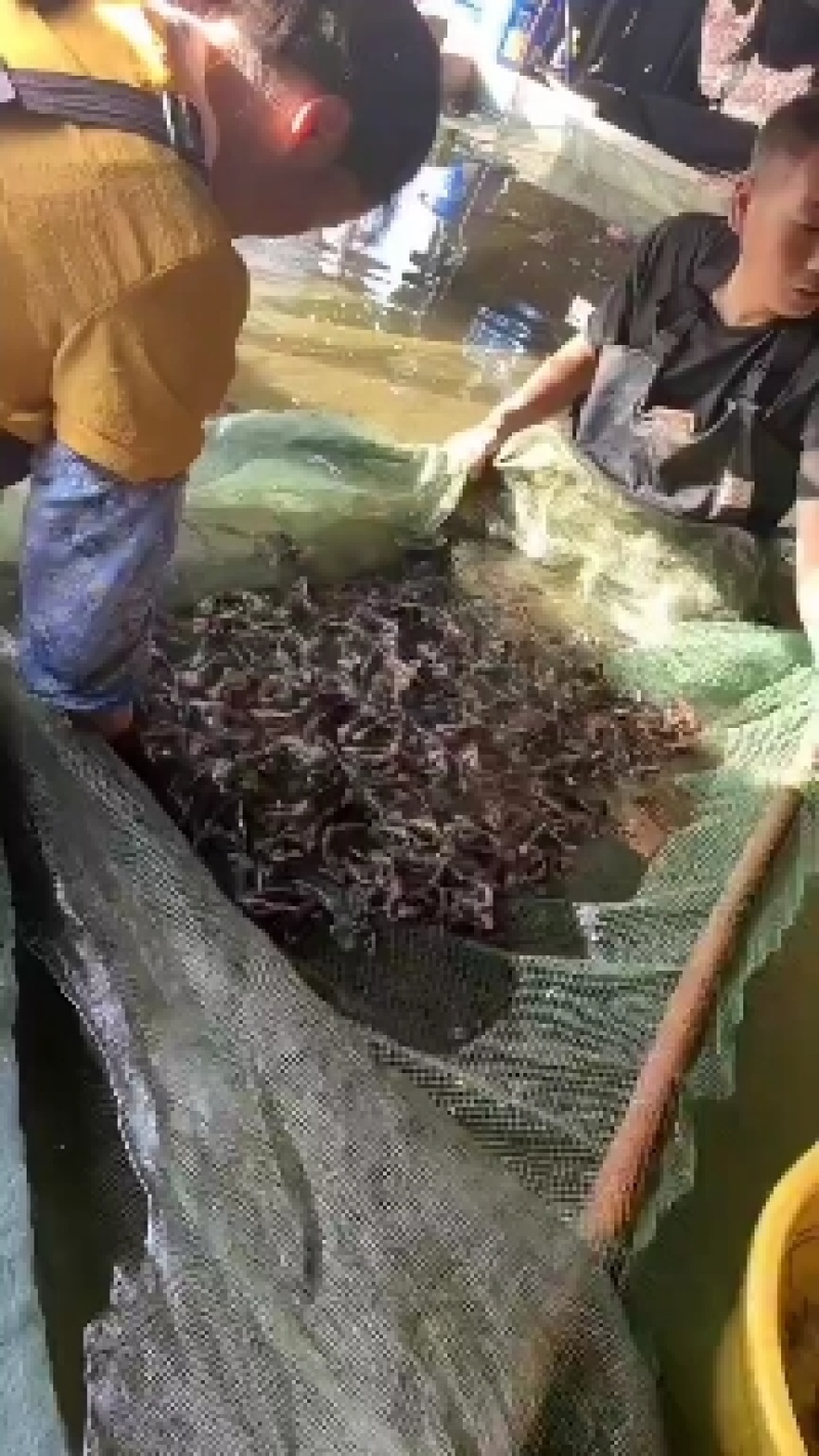 胭脂鱼苗，产地直发，品质保证，可视频看货